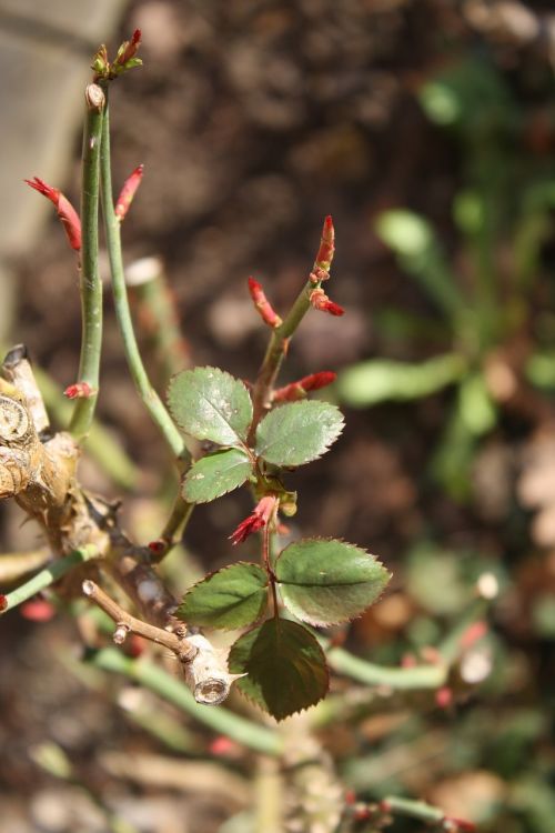 spring roses bud