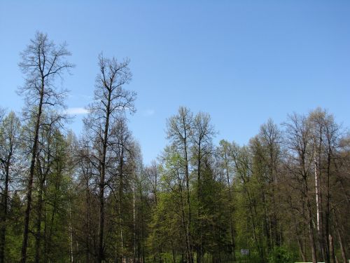 spring forest trees