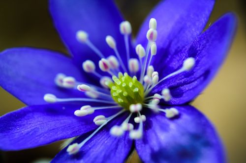 spring flowers garden