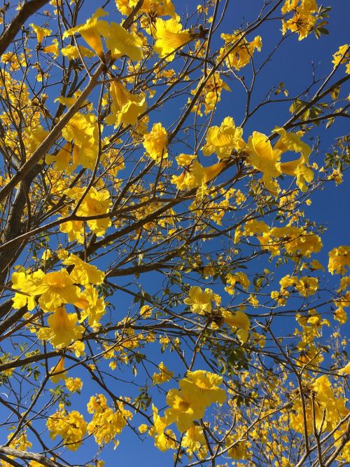 spring yellow flowers