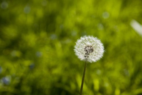 spring dandelion nature