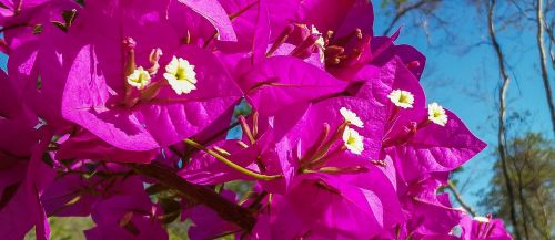 spring flowers bougainville