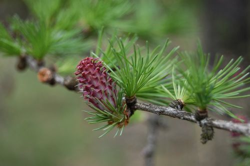spring cone was born deciduous pine