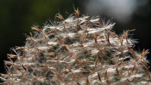 spring reed dry