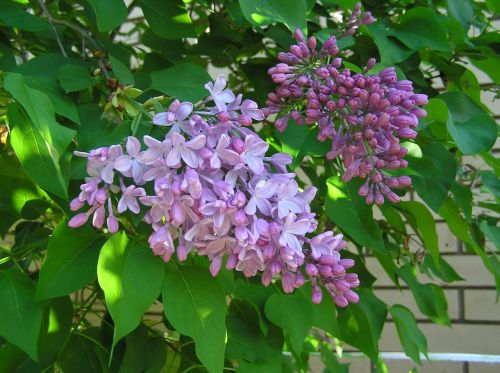spring lilac tree