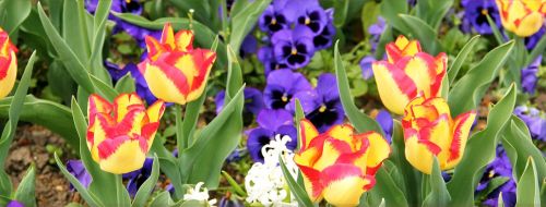spring cologne tulip