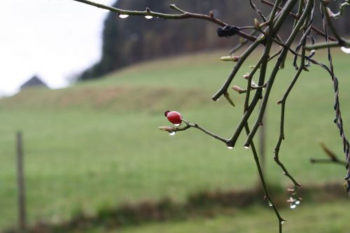 spring rain bush