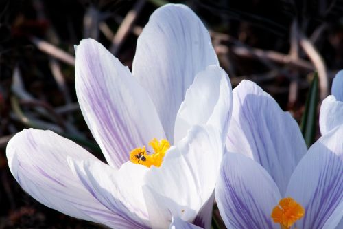 spring crocus schwertliliengewaechs