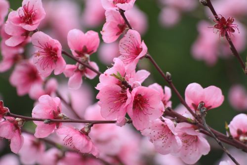 spring tree flowering