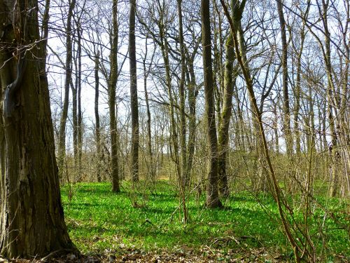 spring spring forest forest