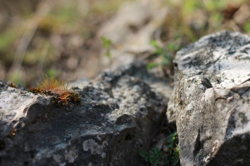 spring rest cliff