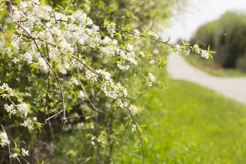 spring blossom roadside