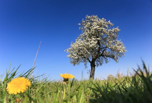 spring tree blossom