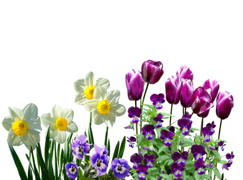 spring daffodils osterglocken