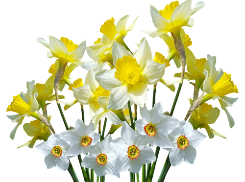 spring daffodils osterglocken