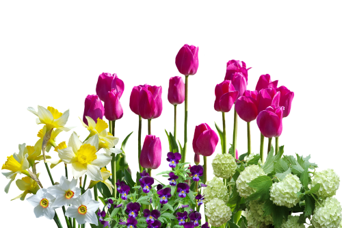 spring daffodils tulips