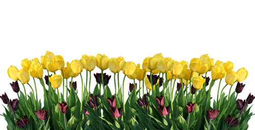 spring tulips nature