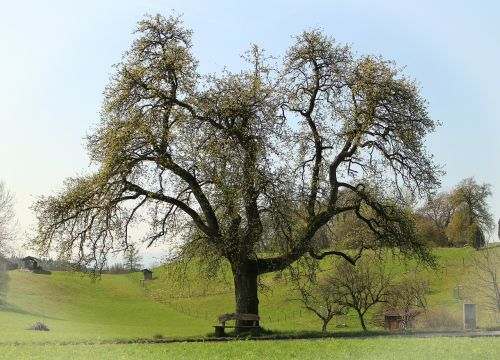 spring tree bloom