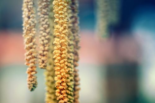 spring pollen nature