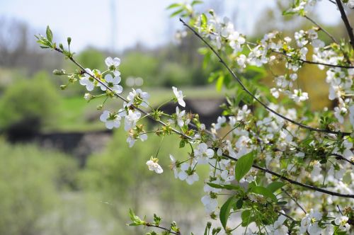 spring flower tree