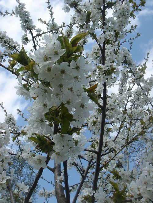 spring nature flowers