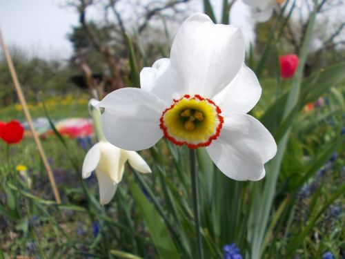 spring daffodil
