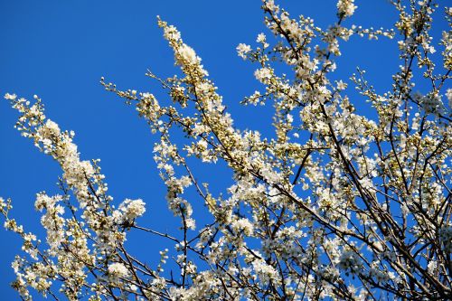 spring tree blossoms tree