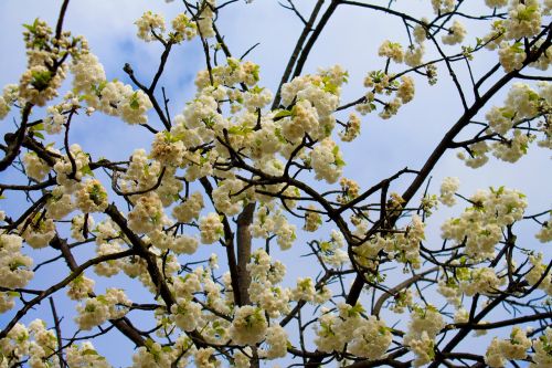 spring cherry cherry blossom