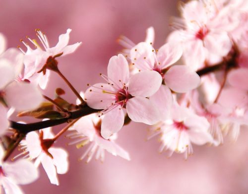 spring blossom pink