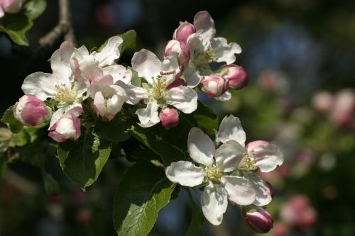 spring flowering trees flowers