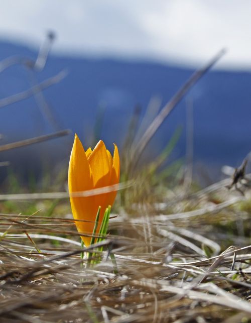 spring flower orange