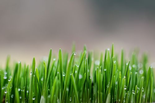 spring dew