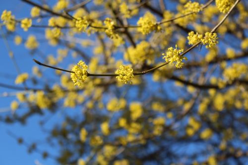 spring spring fresh flowers