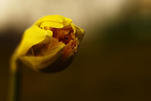 spring daffodil flower