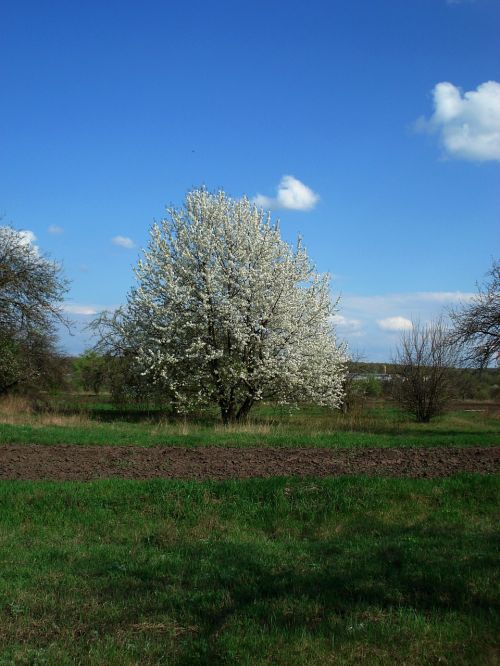 spring flowering tree sky