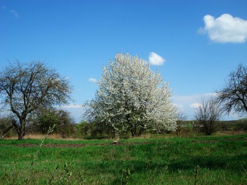 spring flowering tree sky