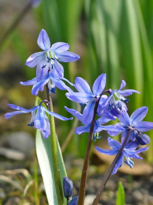 spring  blue star  blue