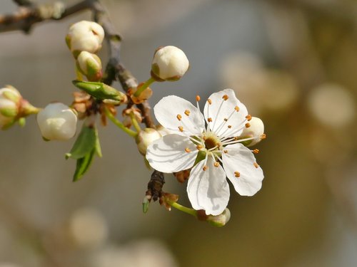 spring  blossom  bloom
