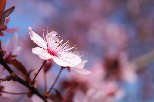 spring  cherry blossom  cherry flower
