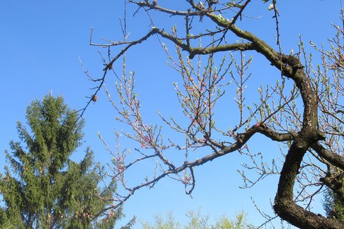 spring  trees