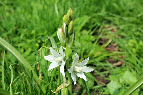 spring  white flowers  nature