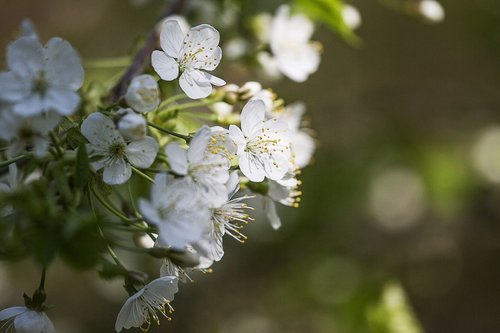 spring  tree  flower