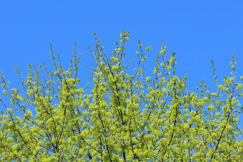 spring  green  tree