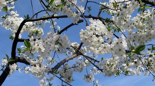 spring  flower