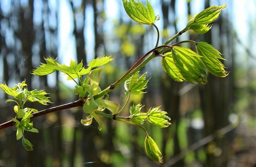 spring  sapling  forest