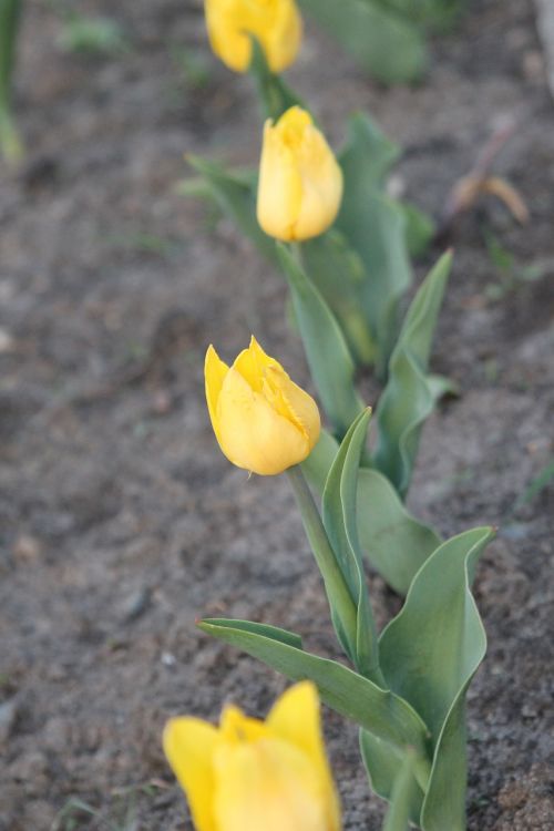 spring flower tulips