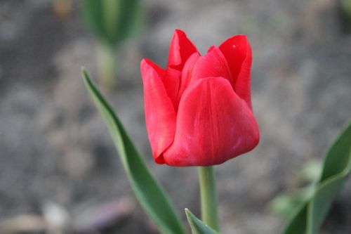 spring tulips flowers