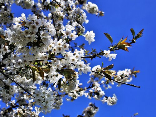 spring  flower  tree