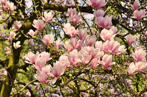spring  nature  magnolia