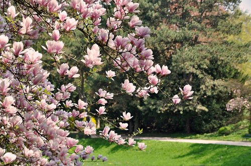 spring  nature  magnolia